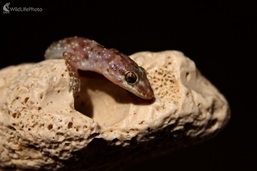 Nočný lovec, Martin Šabík