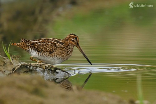 Močiarnica, Vladimír Michalec