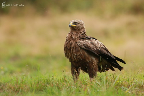 Aquila pomarina, Ladislav Dzivjak
