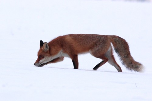 Líška obyčajná (Vulpes vulpes), Martin Šabík