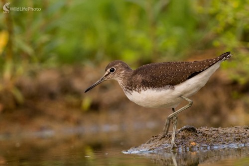 Kalužiak pri kaluži, Ľubomír Ondráško