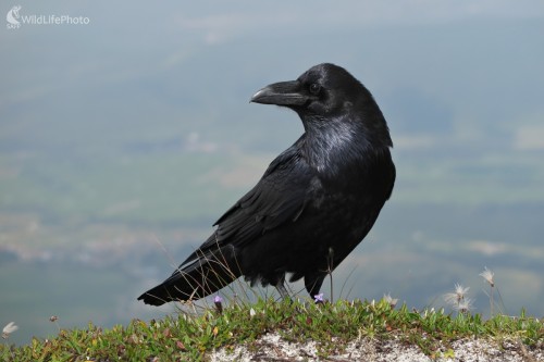 Pohľad krkavca, Vladimír Michalec