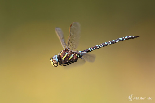 Vážka, Dominik Kalata