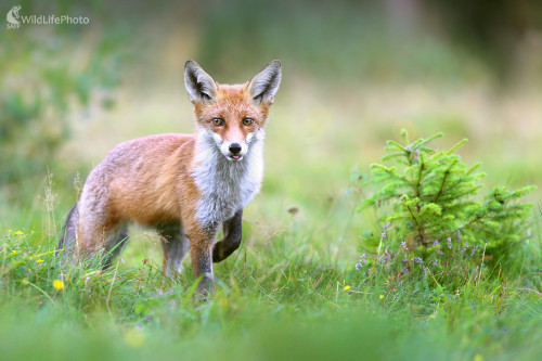Kmotrička, Dominik Kalata
