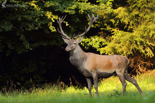Jeleň lesný, Peter Jurík