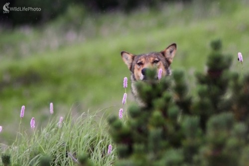 Na stráži, Vladimír Michalec