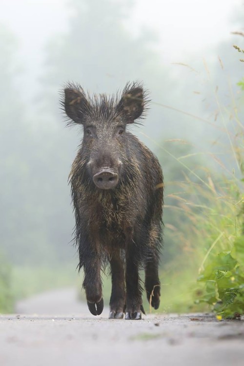 ....., Pavol Bukovan