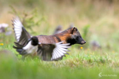 Sústredený, Dominik Kalata