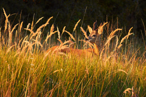 V plameňoch trávy, Ivan Teplan