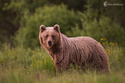 Medvedica, Ľubomír Ondráško