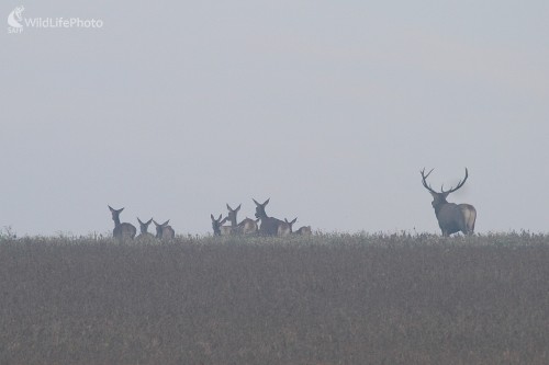 ... v ruji..., Milan Fuňák