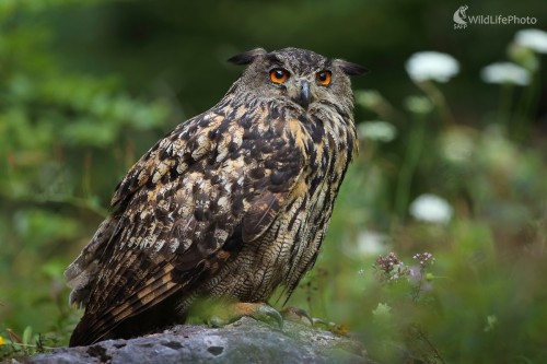 Výr ..., Marián Jamrich