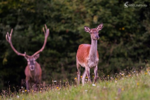 Pod dozorom, Ľubomír Ondráško