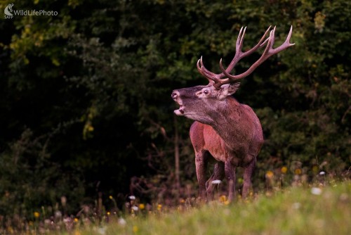 Môj prvý trubač, Ľubomír Ondráško