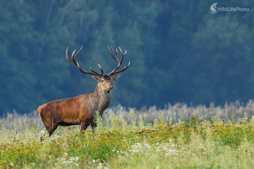 kráľ lúky, Peter Jurík