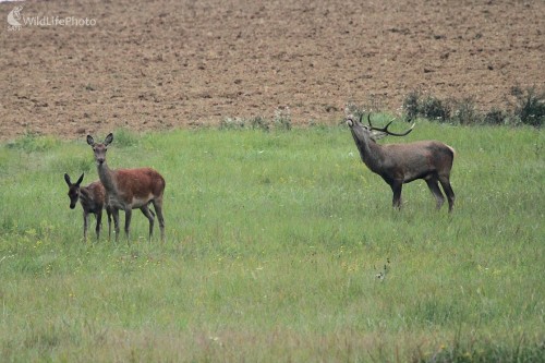 ...fetišista..., Milan Fuňák