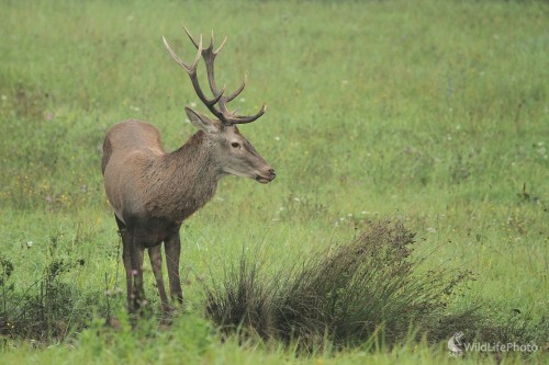 mladý jeleň, Milan Fuňák