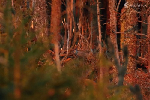 Maskovaný, Vladimír Michalec