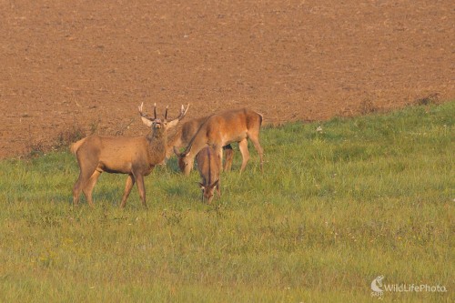 ...vetriaci jeleň..., Milan Fuňák