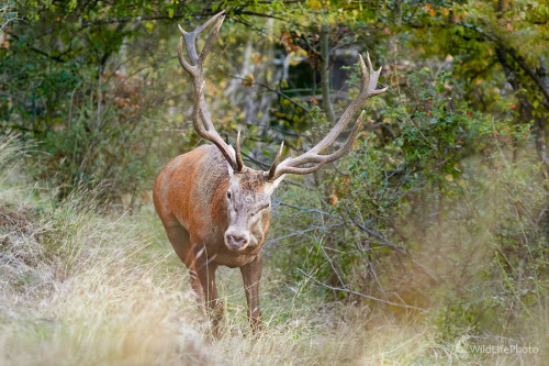 Naštvaný, Ivan Teplan