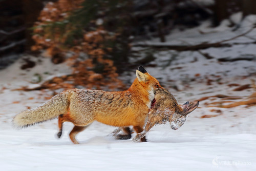 beh do bezpečia, Peter Jurík