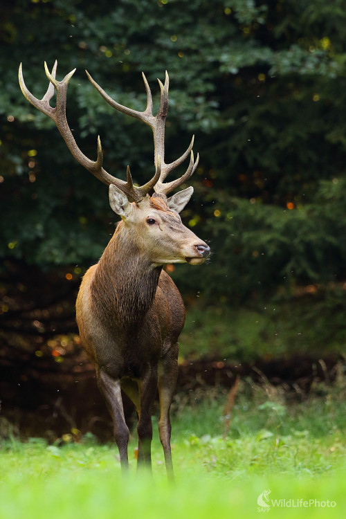 Jeleň lesný, Peter Jurík