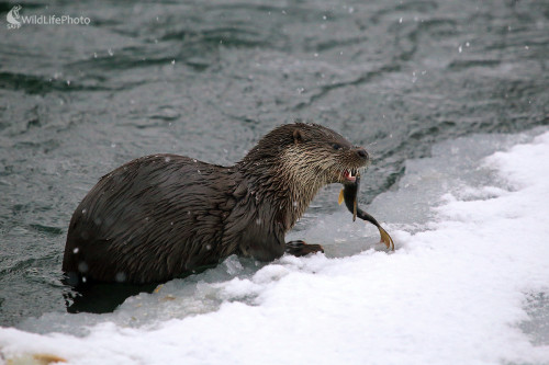 Úspešný lov, Pavol Bukovan