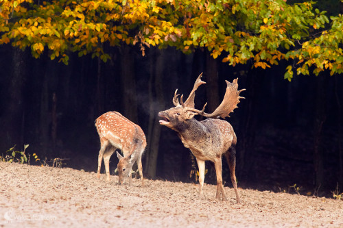 Na rozbahnenom rujovisku, Ivan Teplan