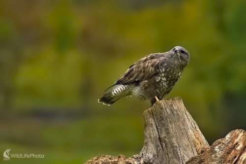 Jeseň, Maroš Detko