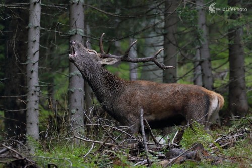 Túžobné volanie, Vladimír Michalec