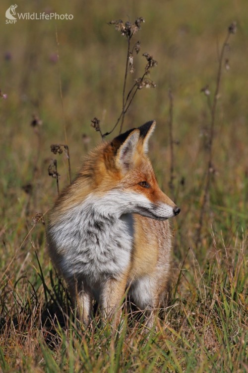 Pozorný pohľad, Vladimír Michalec