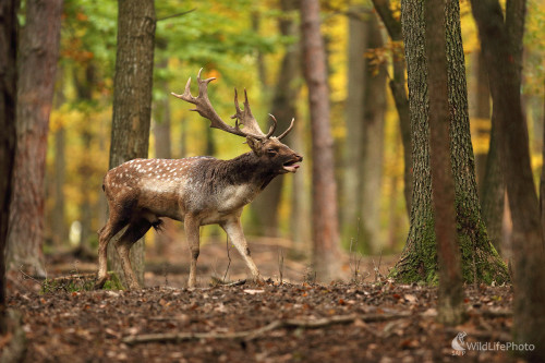 Daniel na rujovisku ..., Marián Jamrich