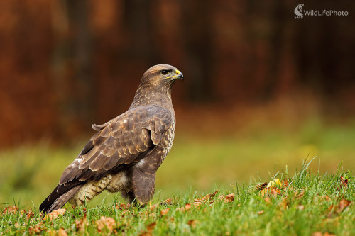 Myšiak hôrny, Peter Jurík