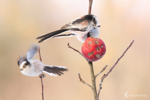 Mlynárka dlhochvosta, Dominik Kalata