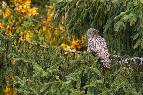 V objatí lesa, Pavol Bukovan