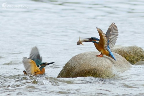 Dokrmovanie, Vladimír Michalec