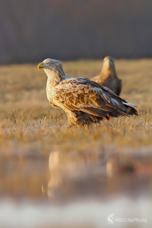 Orliak morský, Dominik Kalata
