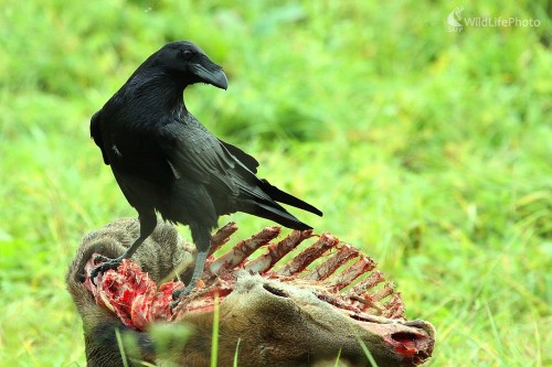 Krkavec veľký, Milan Fuňák