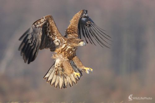 Orliak morský, Dominik Kalata