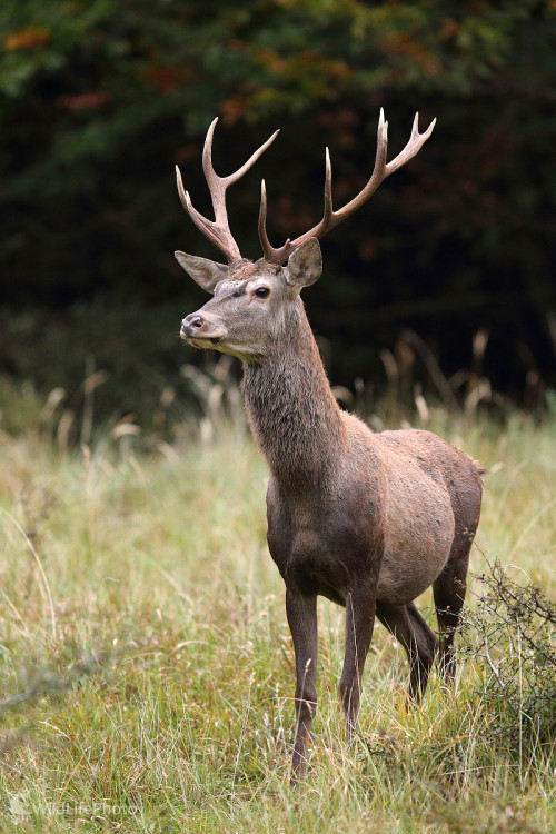 Jelienok, Marián Jamrich