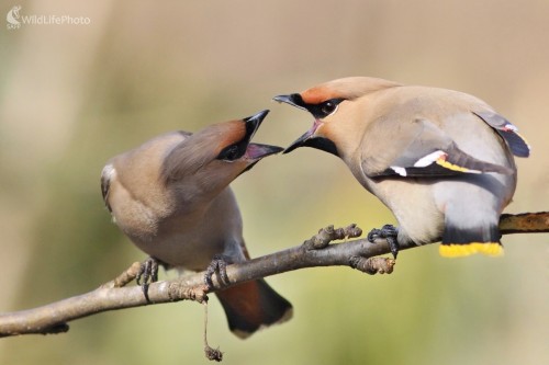 Zvada chochláčov, Vladimír Michalec