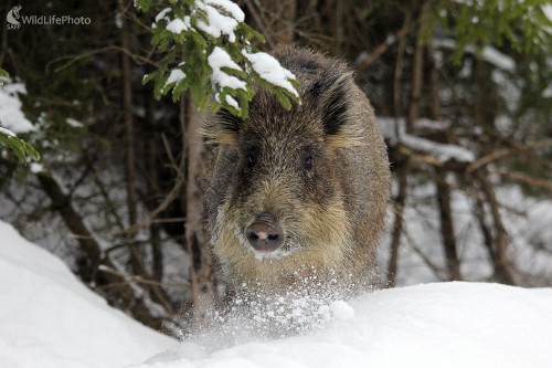 FM :), Pavol Bukovan