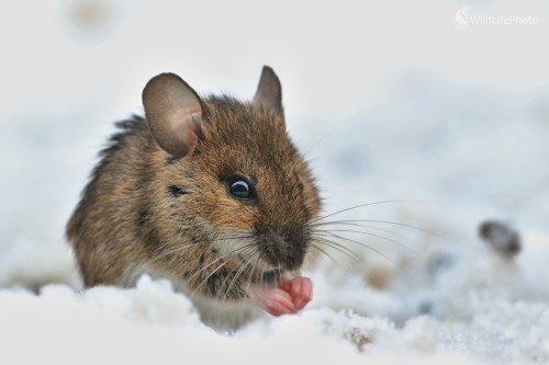 Zima na labky, Vladimír Michalec