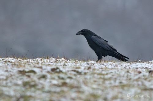 Začína zima, Maroš Detko