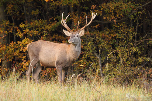 V zajatí farieb ..., Marián Jamrich