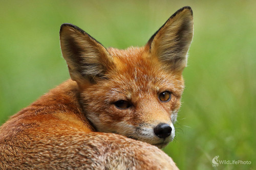 Líška, Peter Jurík