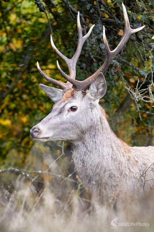 Jelienok, Ivan Teplan