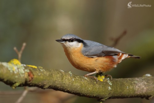 Brhlík, Vladimír Michalec
