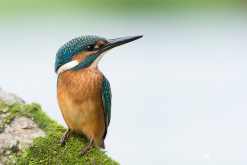 Rybárik, Ľubomír Ondráško