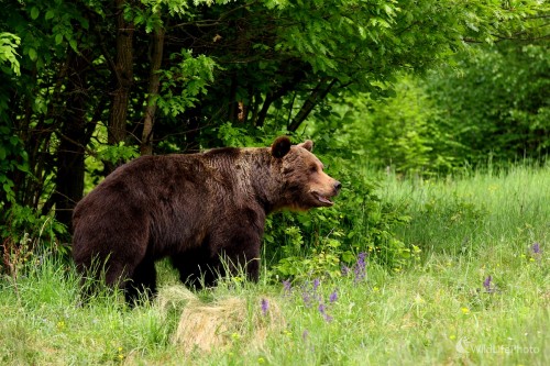 Medveď, Vladimír Vician